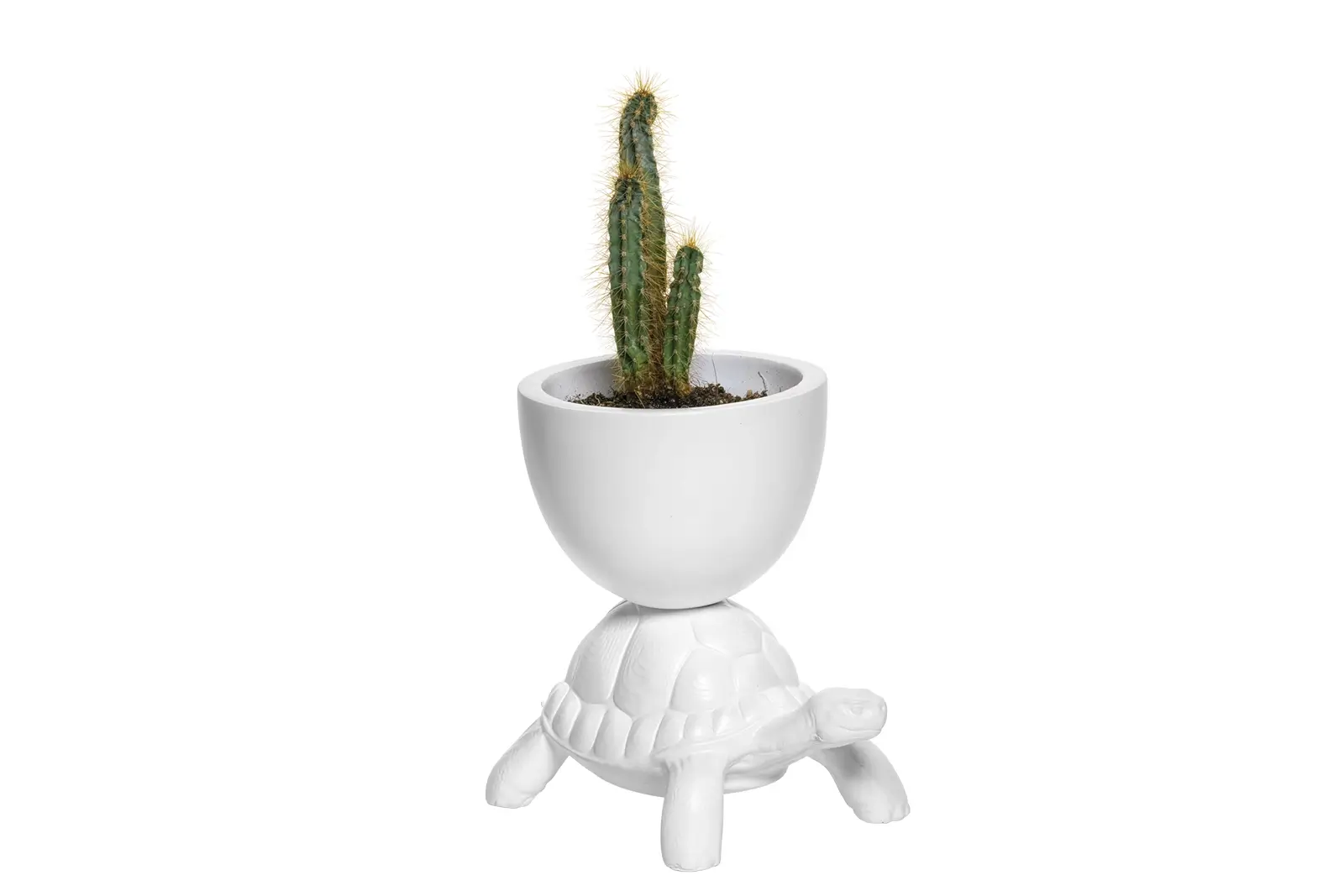 Qeeboo Turtle Pflanzengefäß XS | Weiße Schildkröte aus Harz | Dekoratives Pflanzgefäß | Turtle Carry Kollektion | Modernes Design für Ihr Zuhause Qeeboo Turtle Pflanzengefäß XS | Weiße Schildkröte aus Harz | Dekoratives Pflanzgefäß | Turtle Carry Kollektion | Modernes Design für Ihr Zuhause